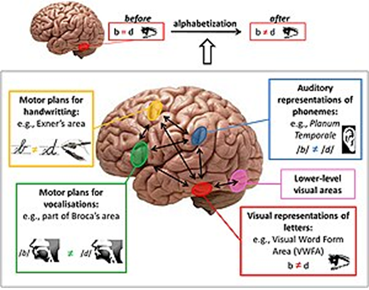 science of reading brain illustration